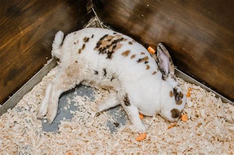 Wait for at least one week before giving the medicine to your bunny again. . Hepatic coccidiosis in rabbits treatment